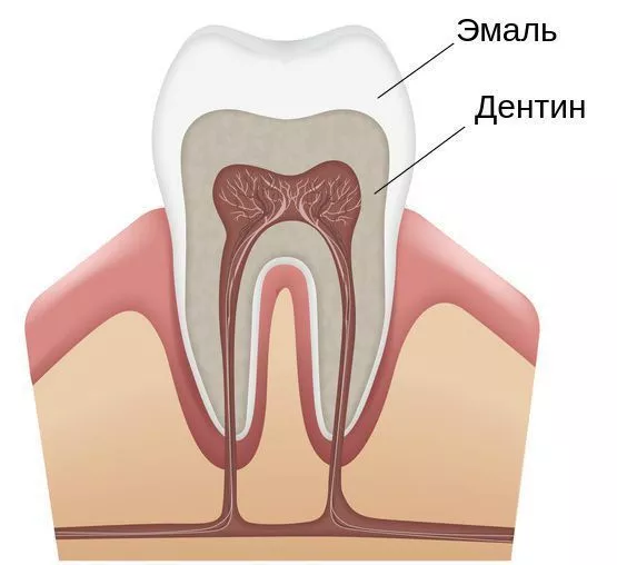 tvyordye-tkani-zuba-emal-i-dentin_s.jpg